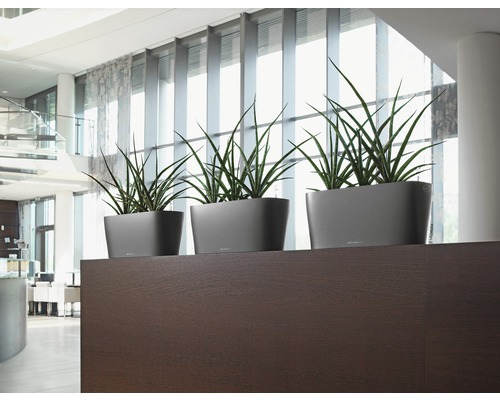 Tri sivé kvetináče so zelenými rastlinami na tmavej drevenej poličke v svetlej miestnosti.