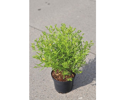 Ľubovník FloraSelf Hypericum kalmianum 'Gemo' výška 40-50 cm kvetináč 4 l