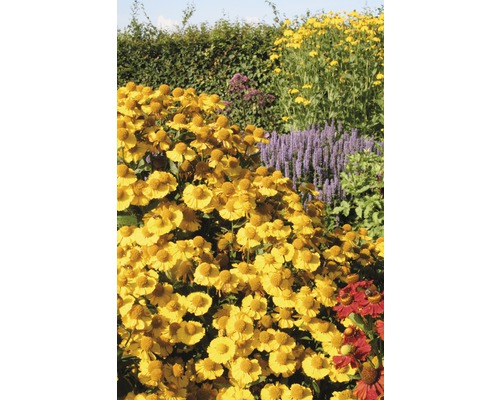 Záhrada s kvitnúcimi rastlinami Helenium
