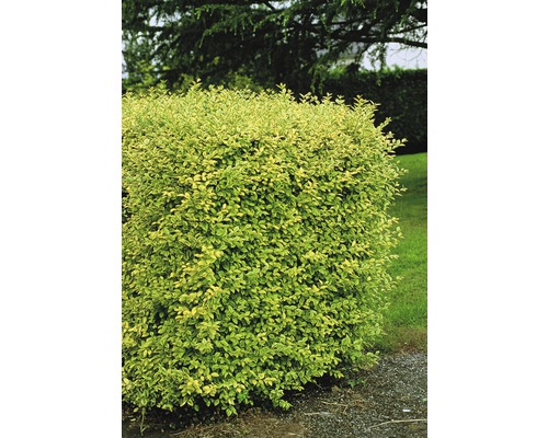 Vtáčí zob zlatý FloraSelf Ligustrum ovalifolium 'Aureum' 60-80 cm kvetináč 4,5 l