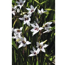 Detailný záber rastlín gladiol s bielymi kvetmi a tmavočervenými akcentmi