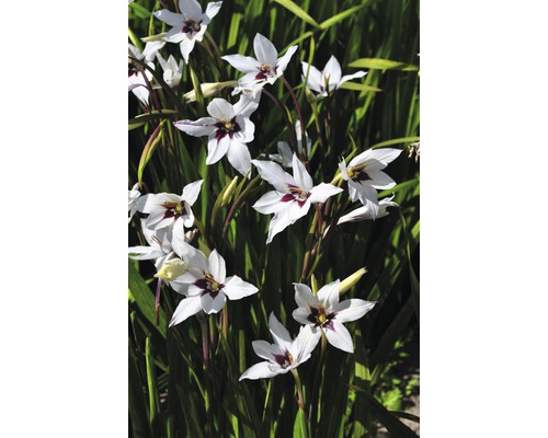 Detailný záber rastlín gladiol s bielymi kvetmi a tmavočervenými akcentmi