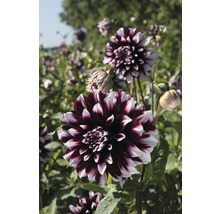 Detailný záber georgíny v záhrade