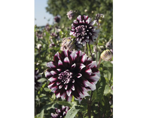 Detailný záber georgíny v záhrade