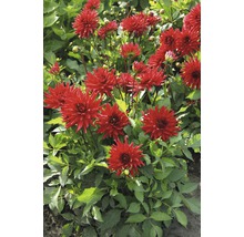 Skupina červených georgín v záhrade