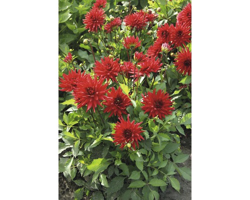 Skupina červených georgín v záhrade