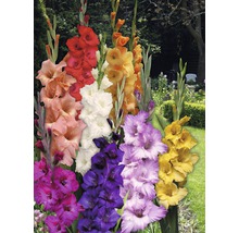 Rôznofarebné gladioly v záhrade