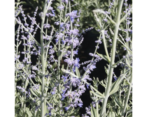 Ruská šalvia s fialovými kvetmi