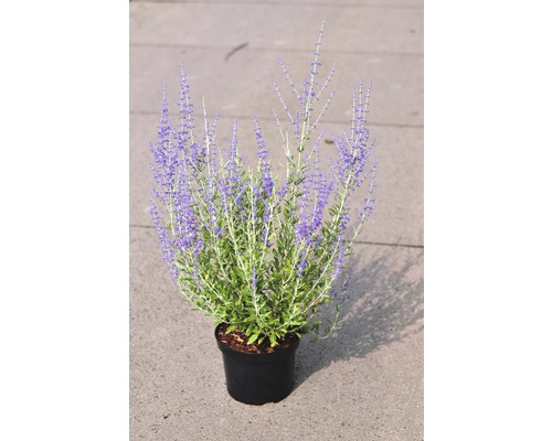 Šalvia Yangova FloraSelf Perovskia atriplicifolia 'Little Spire' výška 30-40 cm kvetináč 4,5 l