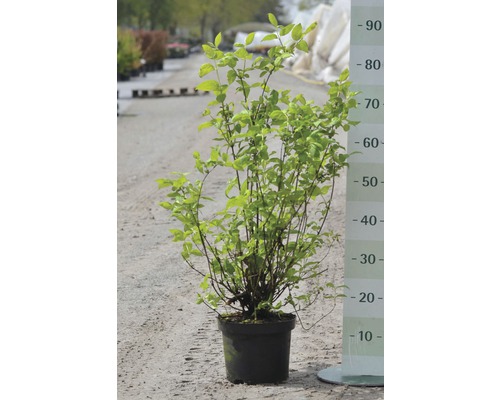 Rastlina v kvetináči so zelenými listami a meradlom