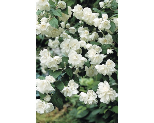 Tuberóza, nepravý jazmín FloraSelf Philadelphus „Minnesota Snowflake“ 60-80 cm kvetináč 4 l-0