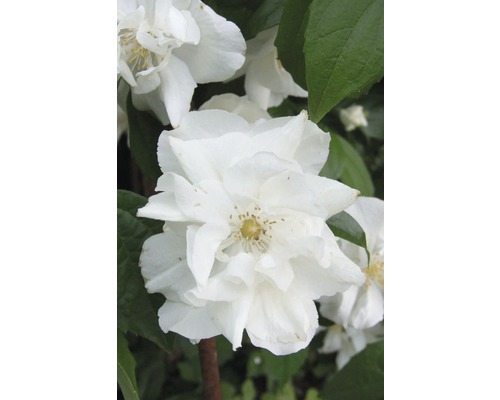 Jazmín záhradný, jazmín vonný, pajazmín vencový FloraSelf Philadelphus 'Natchez' výška 60-80 cm kvetináč 4 l