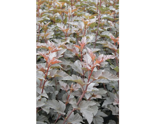 Tavoľa kalinolistá FloraSelf Physocarpus opulifolius 'Diabolo'® výška 60-80 cm kvetináč 4 l Tavoľa kalinolistá FloraSelf Physocarpus opulifolius 'Diabolo'® výška 60-80 cm kvetináč 4 l