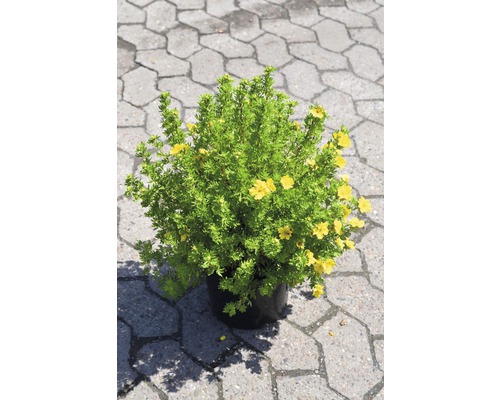 Nátržník krovitý FloraSelf Potentilla fruticosa 'Dakota Sunspot' výška 30-40 cm kvetináč 4 l