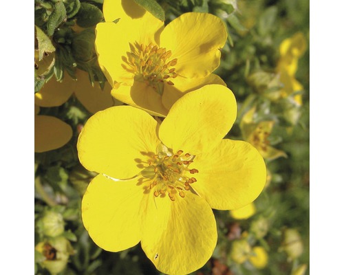 Detail žltých kvetov nátržnice krovitej