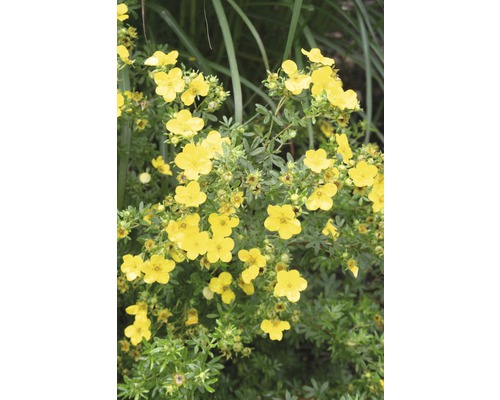 Žlto kvitnúci ker so zelenými listami.