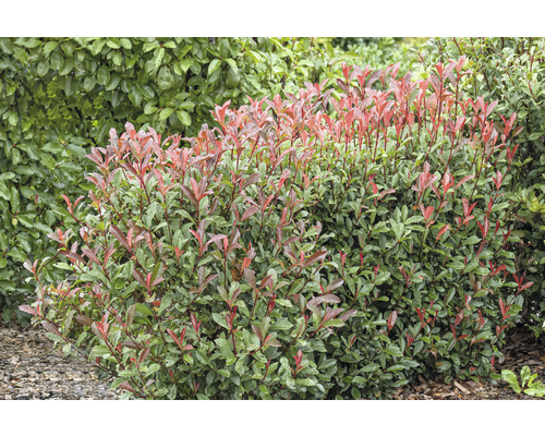 Na obrázku je plot z okrasnej dreviny.