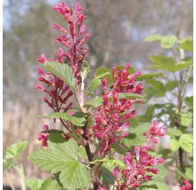 Ríbezľa krvavá FloraSelf Ribes sanguineum 'King Edward VII' 60-80 cm kvetináč 4 l-thumb-0