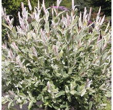 Okrasná rastlina Salix integra Hakuro Nishiki v záhrade