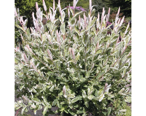 Vŕba FloraSelf Salix integra 'Hakuro Nishiki' výška 40-60 cm kvetináč 5 l