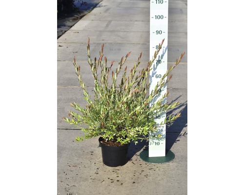 Vŕba FloraSelf Salix integra 'Hakuro Nishiki' výška 40-60 cm kvetináč 5 l