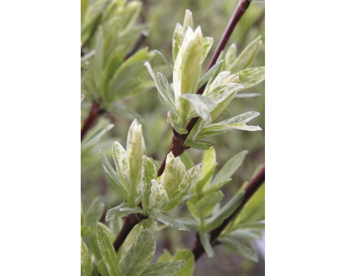 Detail okrasného kríka s panašovanými listami