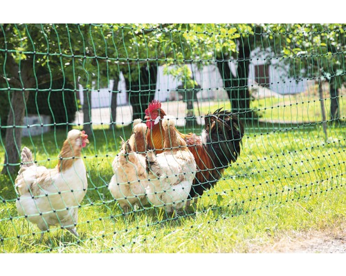 Sliepky za hydinovou sieťou v záhrade.