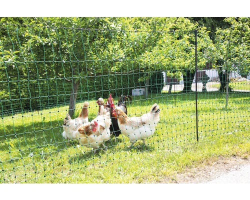 Hydinová sieť s kurčatami v záhrade