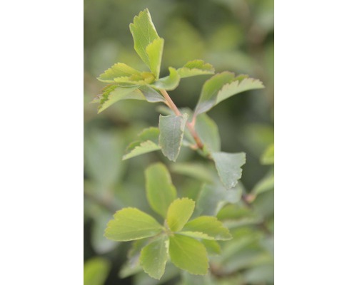 Detailný záber kríka tavoľníka japonského ''Golden Princess'' s listami