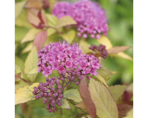 Tavoľník japonský FloraSelf Spiraea japonica 'Magic Carpet' výška 60-80 cm kvetináč 4 l