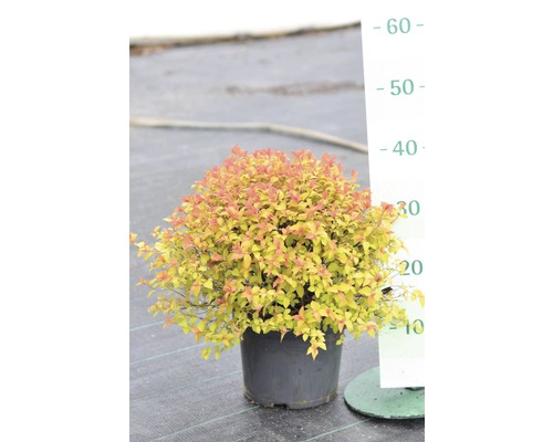 Tavoľa v kvetináči s výškomerom