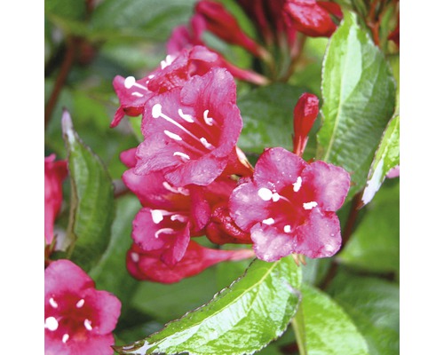 Vajgela FloraSelf Weigela 'Bristol Ruby' výška 40-60 cm kvetináč 4 l