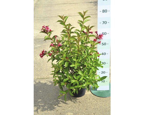 Kvitnúci krík Vajgélie v kvetináči