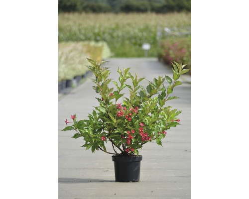 Vajgely FloraSelf Weigela „Red Prince“ 40-60 cm kvetináč 4 l