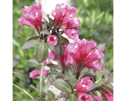 Kvitnúca Vajgélia v záhrade