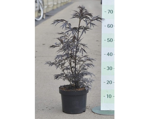 Čierna baza v kvetináči