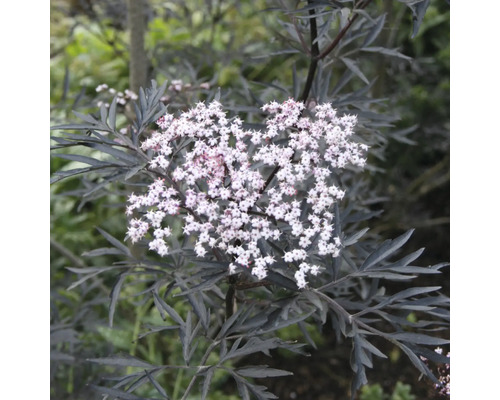 Baza čierna FloraSelf Sambucus nigra 'Black Lace' výška 50-60 cm kvetináč 5 l