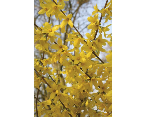 Zlatý dážď, zlatovka prostredná FloraSelf Forsythia intermedia 'Week End'® 60-80 cm kvetináč 4 l