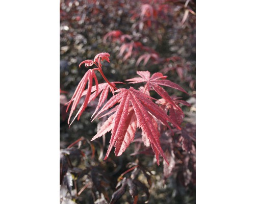 Javor dlanitolistý červený FloraSelf Acer palmatum 'Bloodgood' výška 40-60 cm kvetináč 4 l