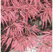 Javor dlanitolistý tmavo červený Acer palmatum 'Dissectum Garnet' výška 40-50 cm kvetináč 4 l