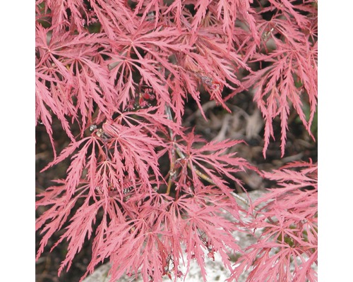 Javor dlanitolistý tmavo červený Acer palmatum 'Dissectum Garnet' výška 40-50 cm kvetináč 4 l