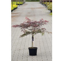Javor dlanitolistý tmavo červený Acer palmatum 'Dissectum Garnet' výška 40-50 cm kvetináč 4 l