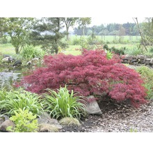 Javor dlanitolistý tmavo červený Acer palmatum 'Dissectum Garnet' výška 40-50 cm kvetináč 4 l