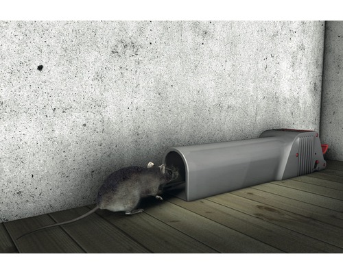 Myš pred elektronickou pascou na myši v miestnosti.