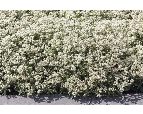 Rastlina slamihy striebristej v záhradnom záhone