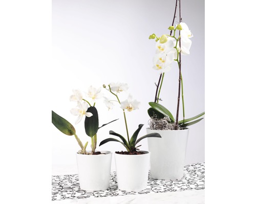 Tri biele orchidey v bielych kvetináčoch na vzorovanom pozadí.