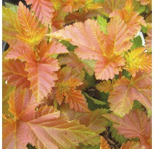 Detail medeno sfarbených listov tavoľníka kalinolistého