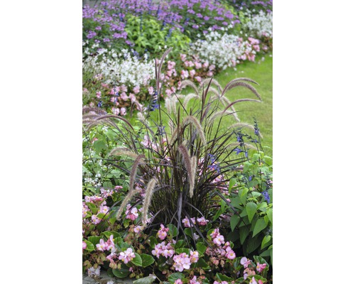 Dochan siaty červený FloraSelf Pennisetum advena 'Summer Samba' výška 10-20 cm kvetináč Ø 14 cm