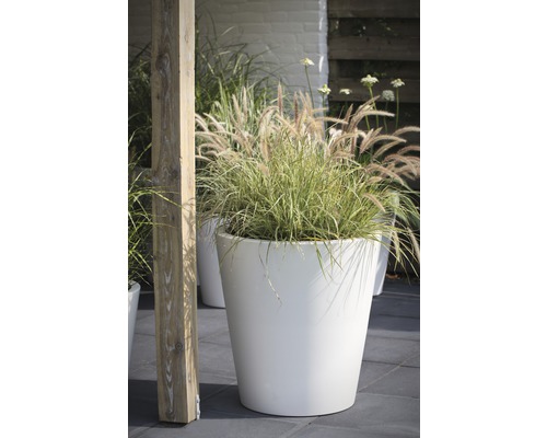 Scéna s bielym kvetináčom s okrasnou trávou v záhrade.