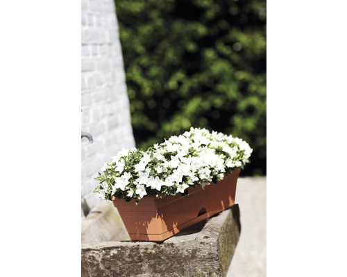 Kvetináč s bielymi zvončekmi na kameni